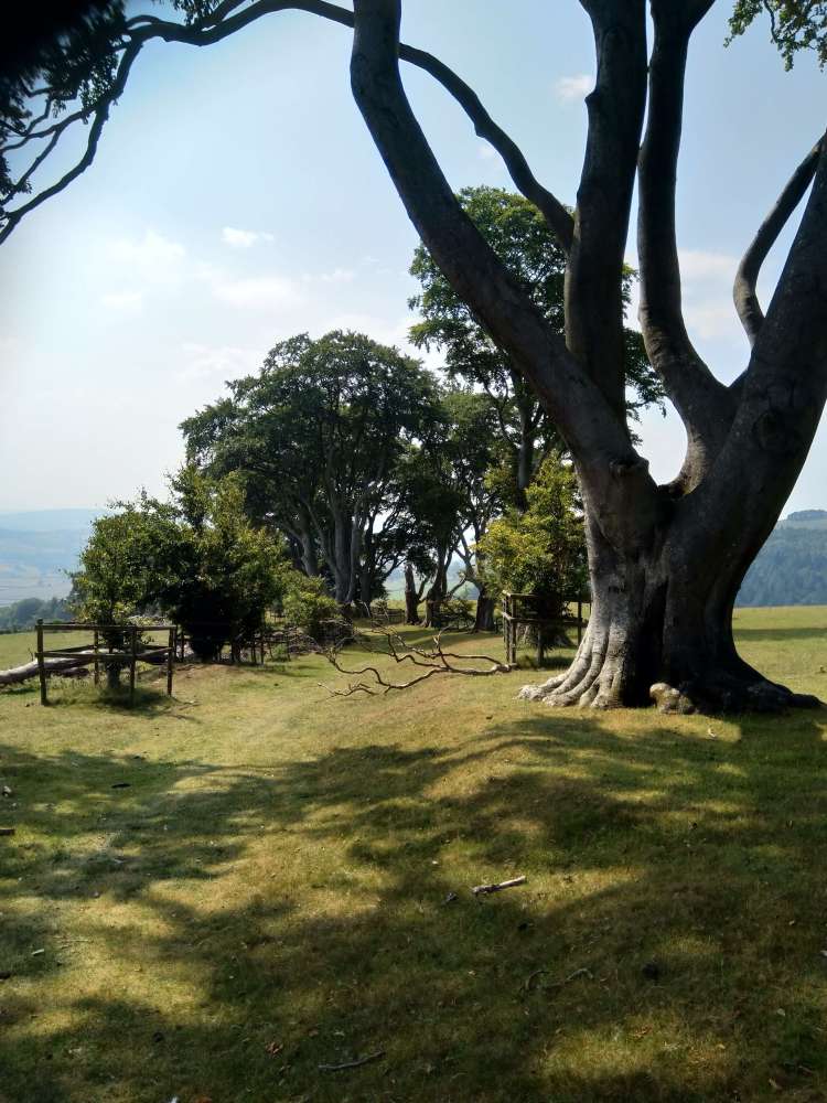 Beech Tree Avenue on Linley Hill