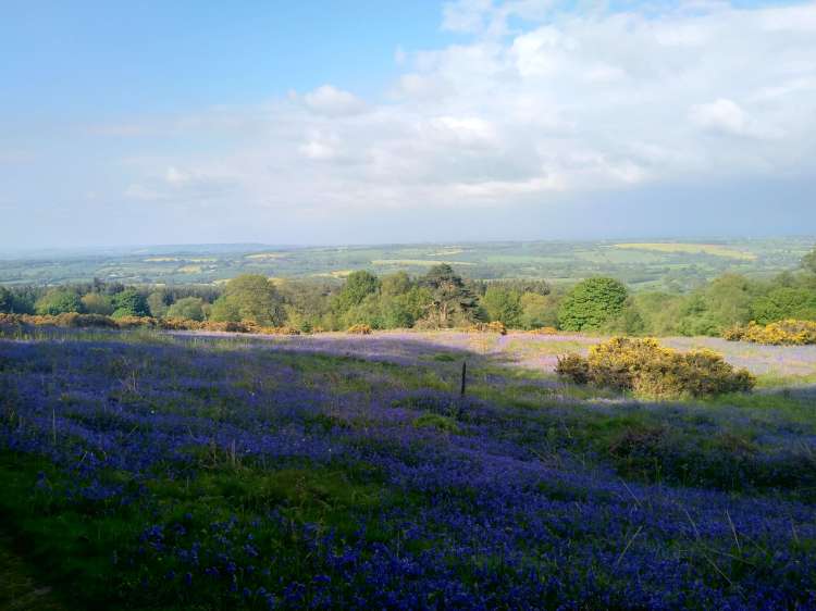 bluebells in bloom on the slopes of brown clee hill