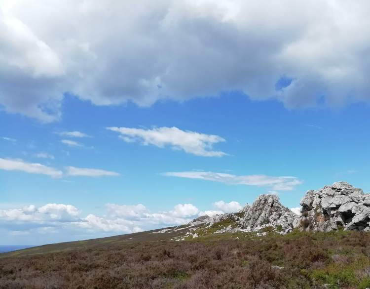 View of Stiperstones quartzite ridge with blooming purple heather and a blue sky.