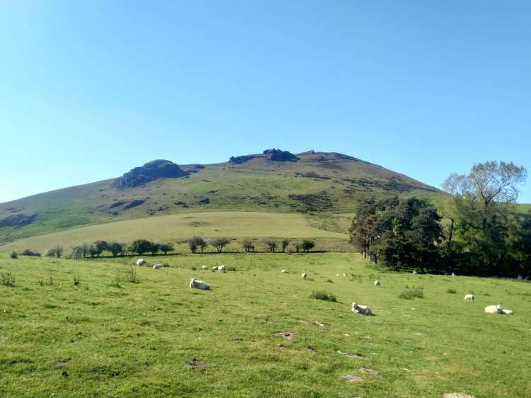 walking up to caer caradoc through fields of sheep