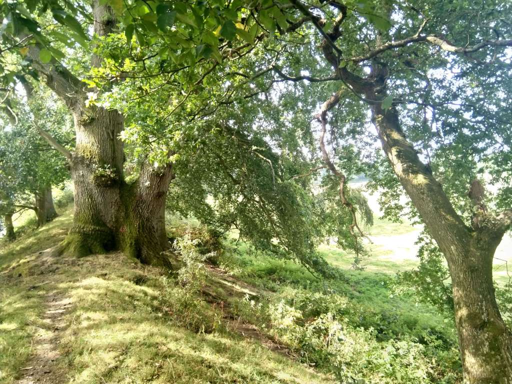 Caynham Camp earthwork ditch
