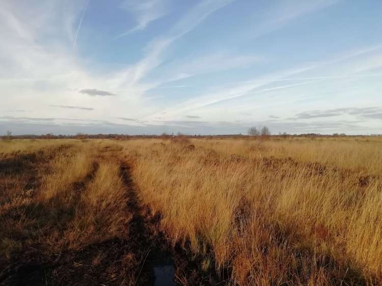 History Trail path at Whixall Mosses.