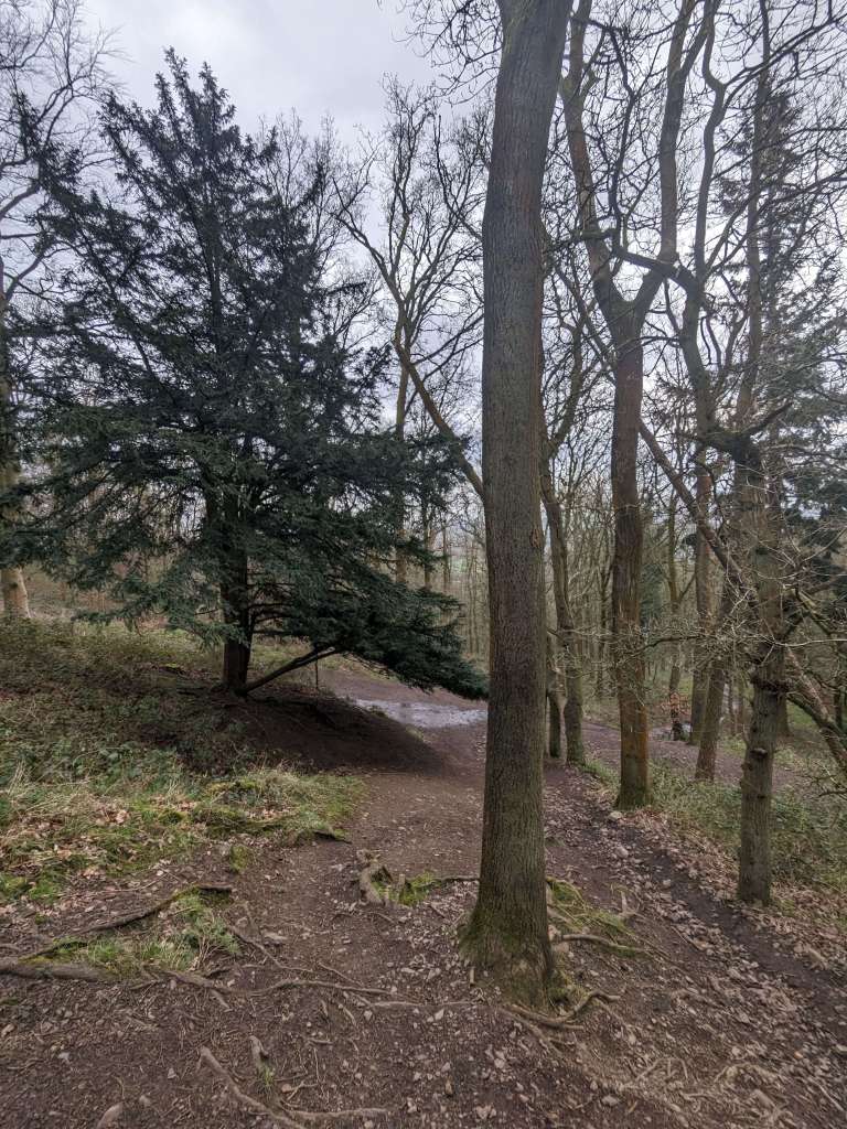 Yew trees on footpath on the wrekin